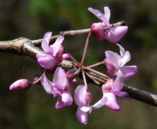 {Cercis canadensis}